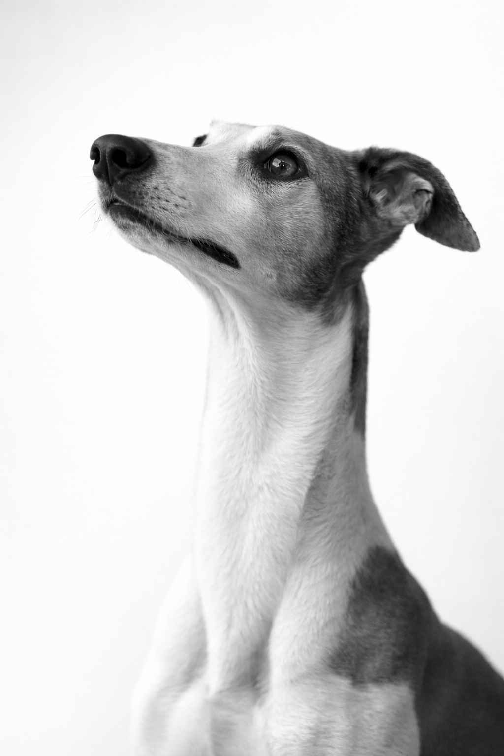 Expressive black and white Italian greyhound portrait showing pet personality